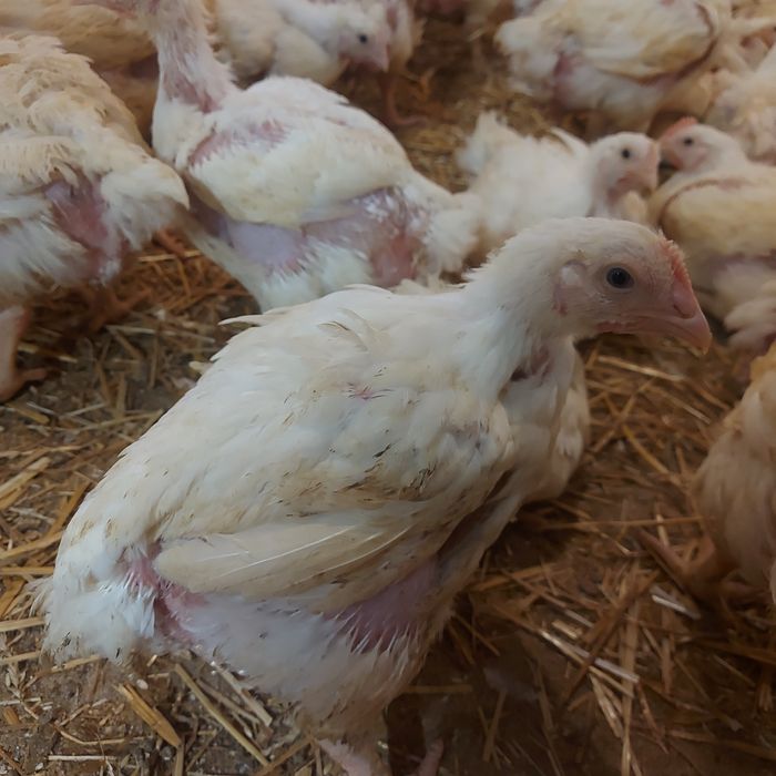 Vând pui carne albi