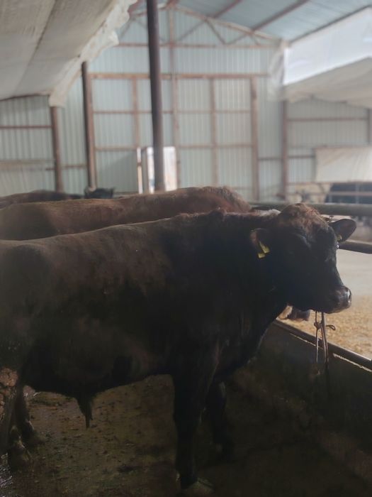 Зоттор букакалар сотилади