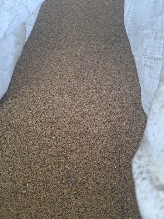 Sămânță Lucernă soi romsnesc