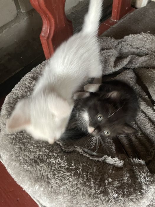 Отлам котят в добрые руки
