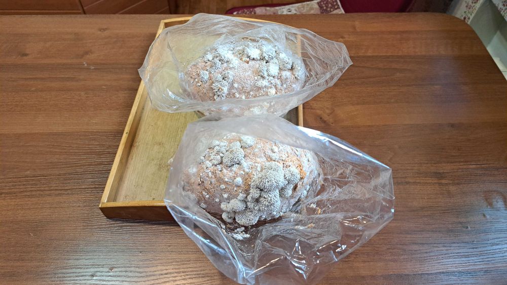 Мицелий вешенки. Готовый субстрат.