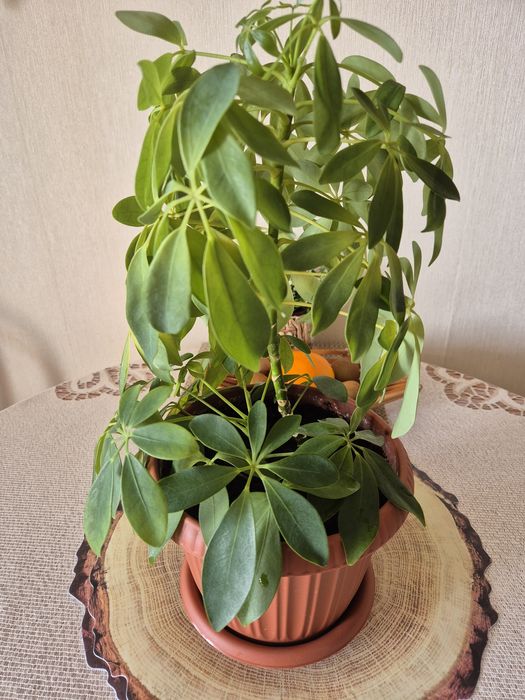 Продам комнатные цветы