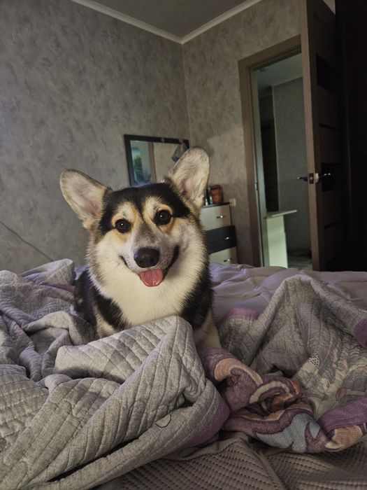 Вязка чистокровный корги