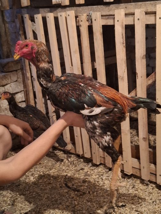 Продам дакан февральский