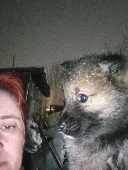 Продам щенков лайки