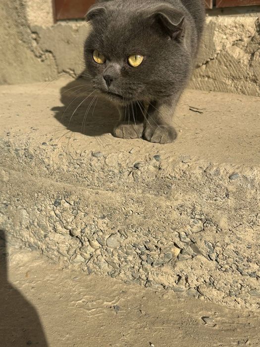 Продаётся кошка СКОТИШ ФОЛД