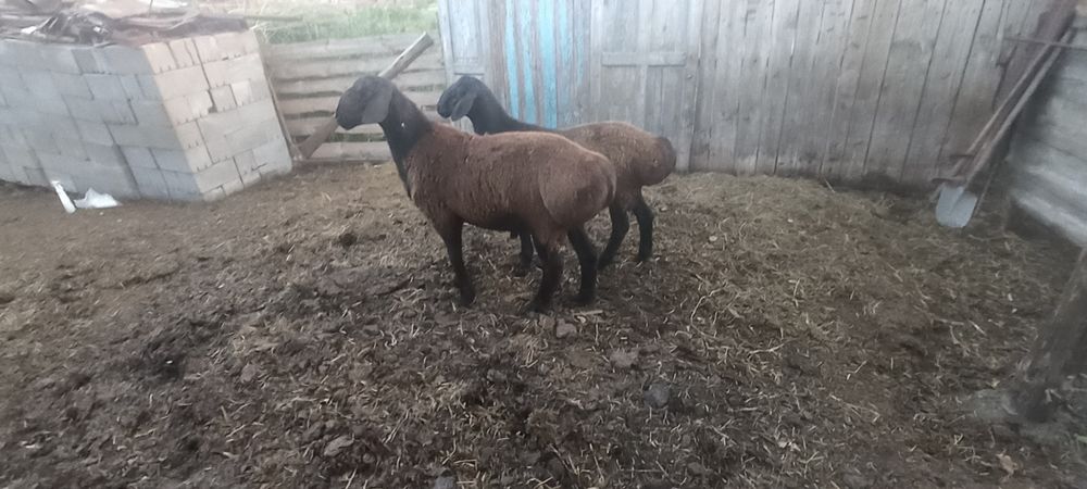 Кошкар Гиссарской породы