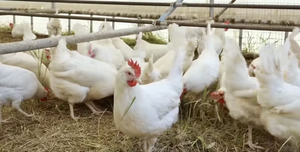 Домашни яйца от пасищни кокошки Супер Био !