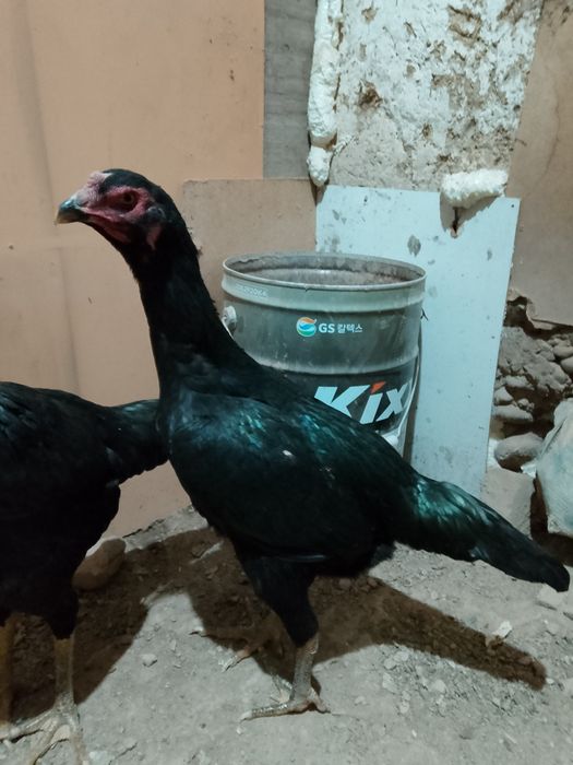 Дакан мекен сатылады