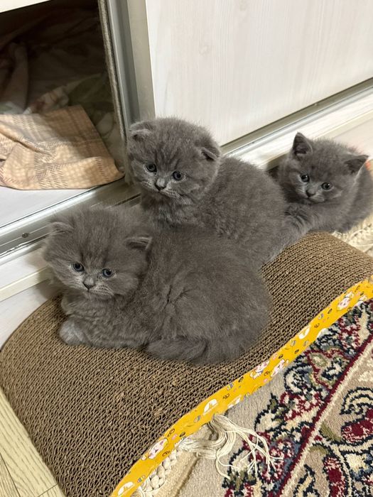 Продаются котята скотиш фолд и скотиш страйт голубого окраса.