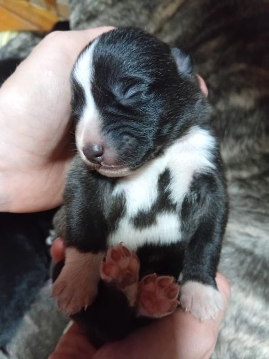 Щенята бесплатно