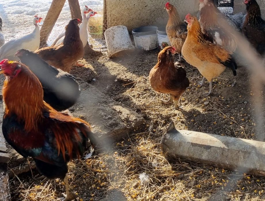 Ouă verzi de găină araucana