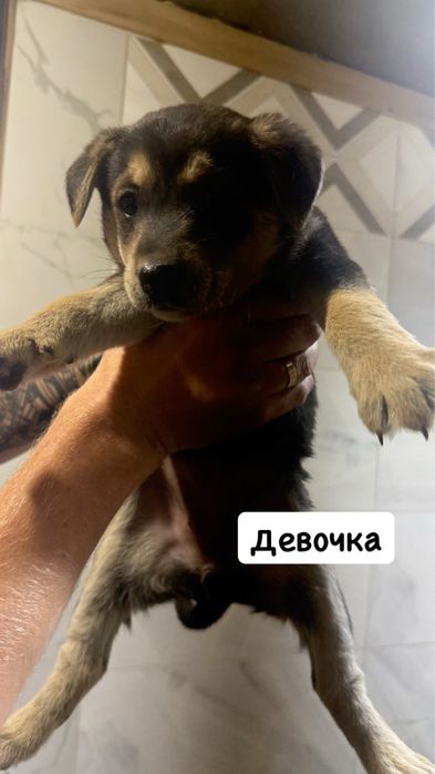 Отдам даром щенков