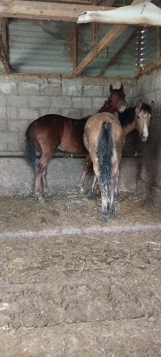 Семыз тайлар сатылады 5бас