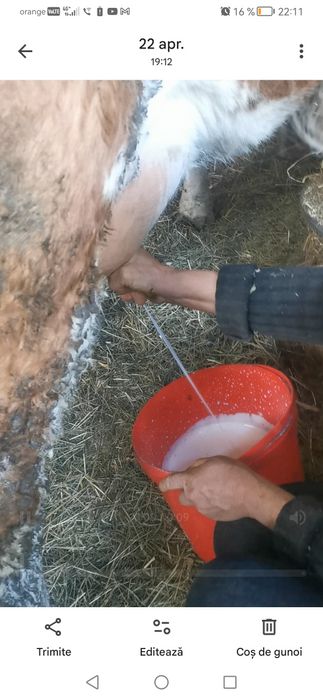 Juninca vaca la a doua fătare foarte bună de lapte cu vițel!