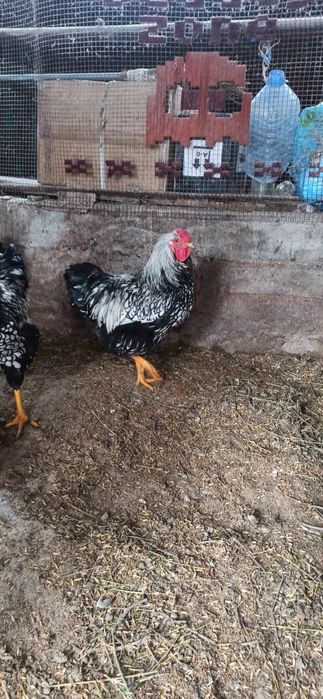 Питухи   виондот