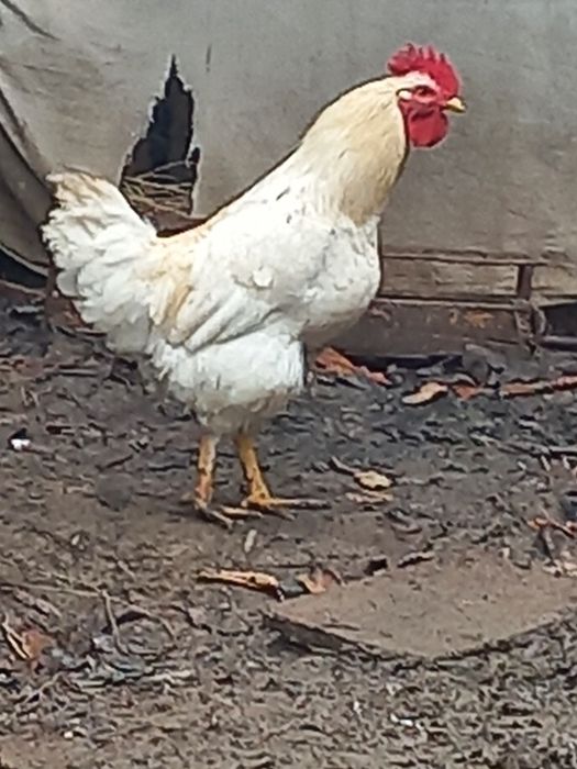 Нағыз секс порно девственницы