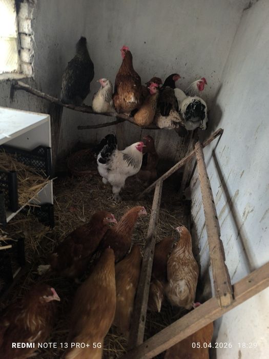 Продается петух Колумбийский Брама