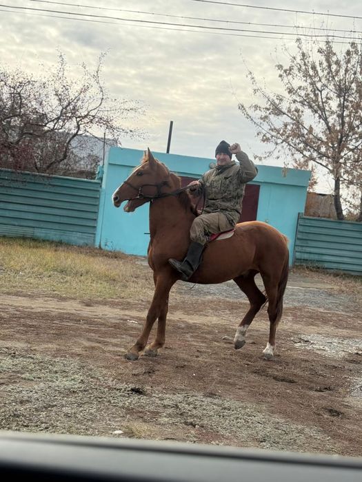 Жеребец от дончака 2х летка (кунан)