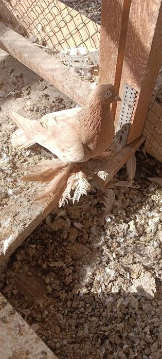 Продам   голубей