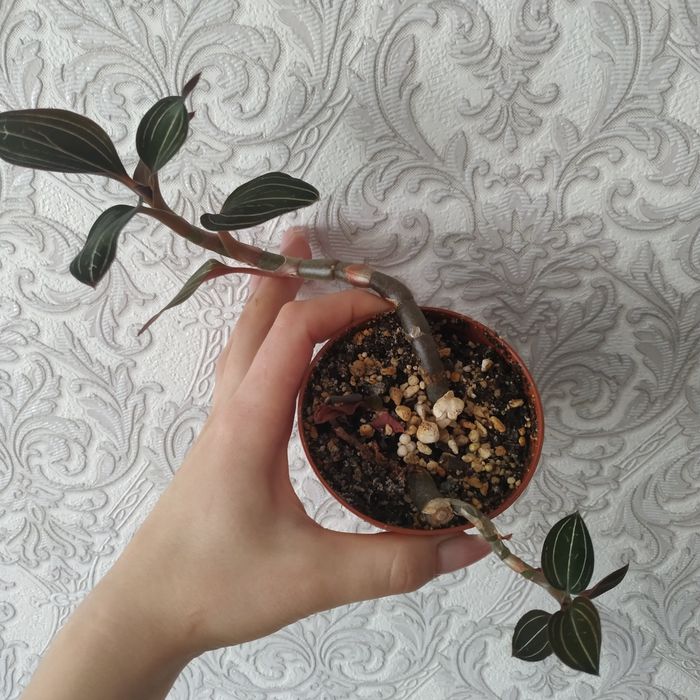 Лудизия / драгоценная орхидея