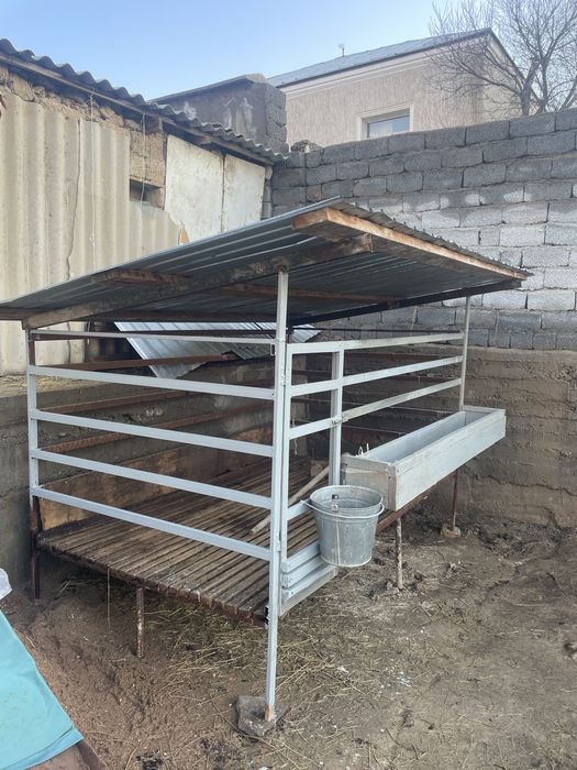 Кой кора Баран Кошкар