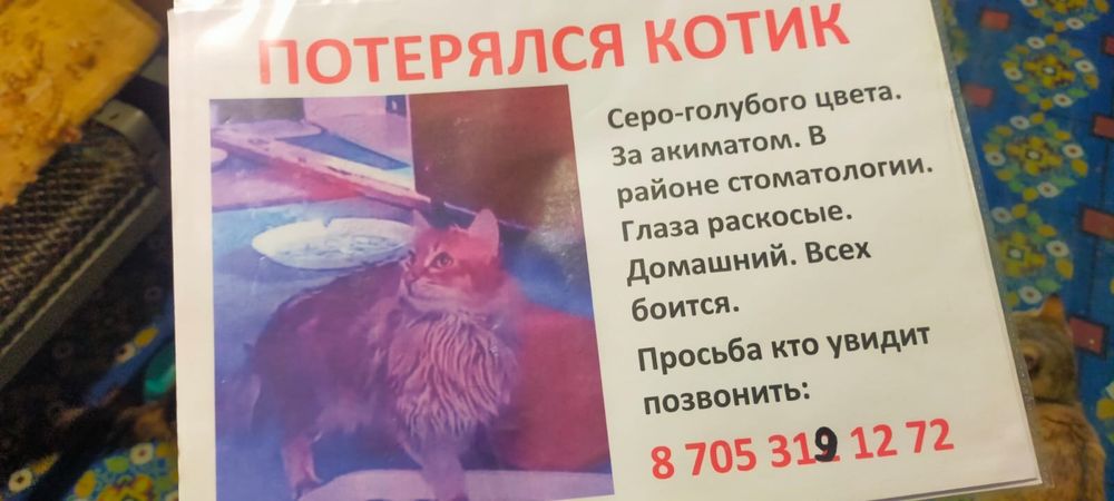 Потерялся кот помогите найти