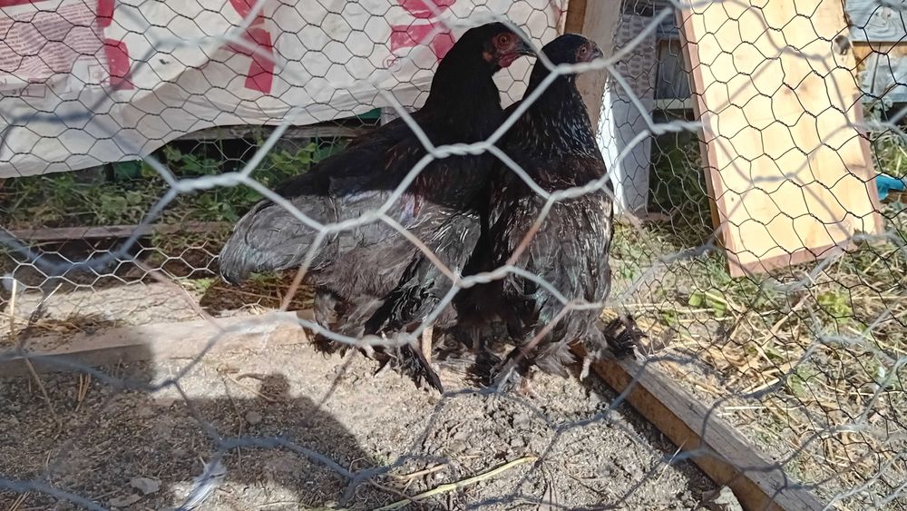 Cocoși 5/6 luni de casă