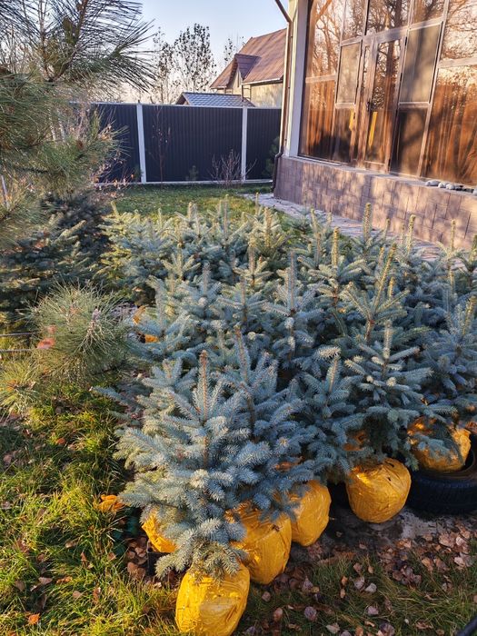 Ели голубые от 70 до 90см