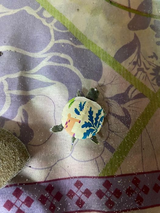 Продается красивые черепахи