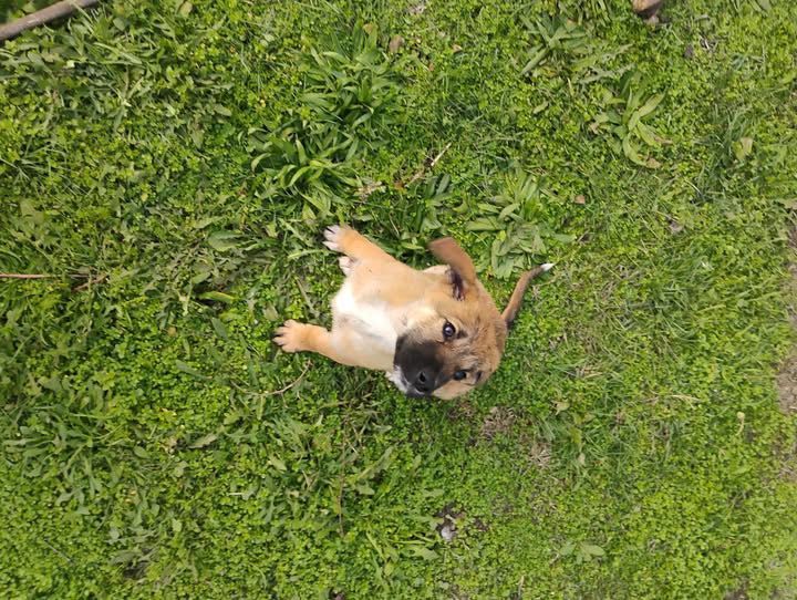 Белгийска овчарка