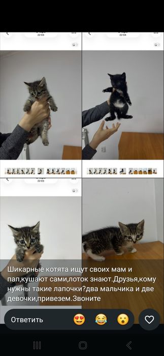 В добрые руки отдадим котят