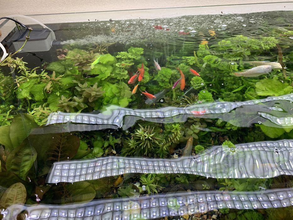 Аквариумингиз учунтурли хил усимликла