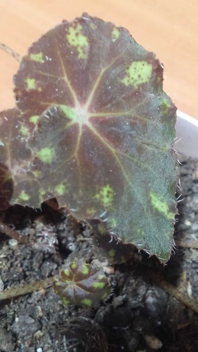 Бегония комнатная