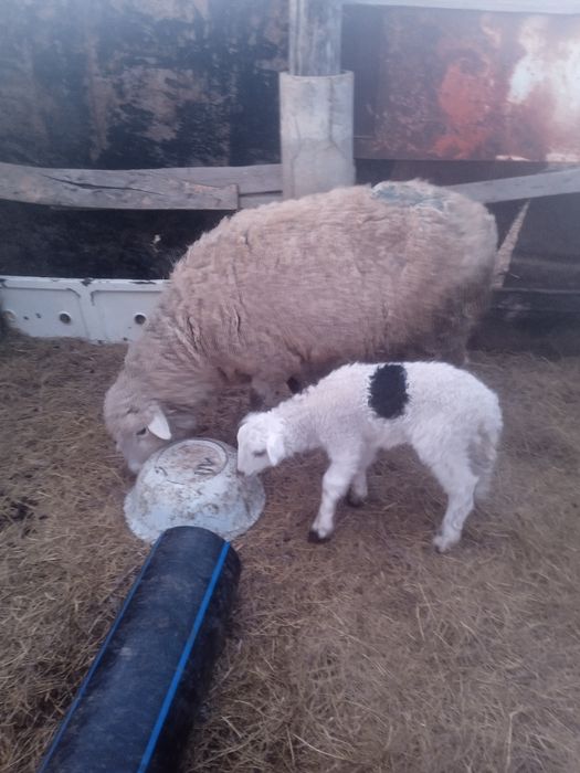 Продается овцы возрастные