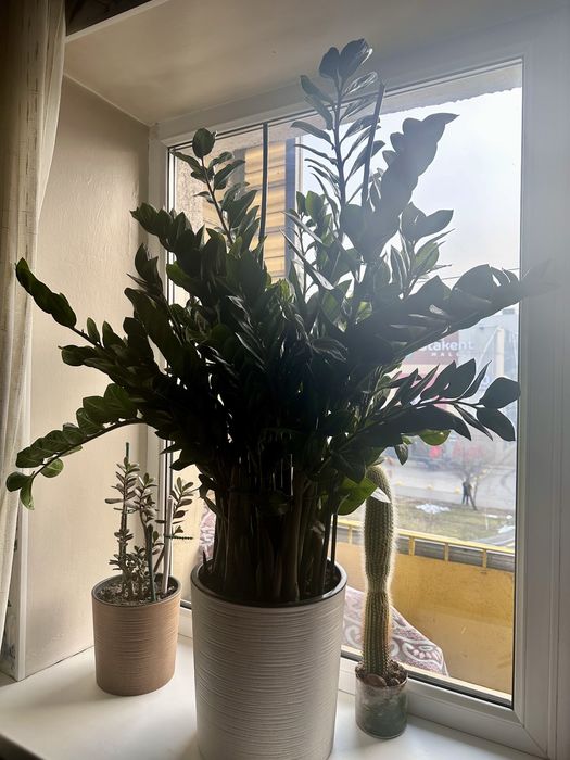 Долларовое дерево, Замиокулькас