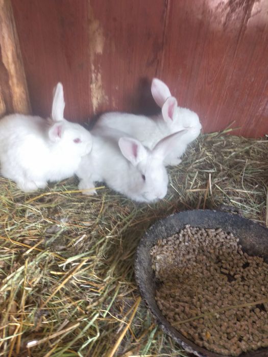Продаются крольчата Фландер.