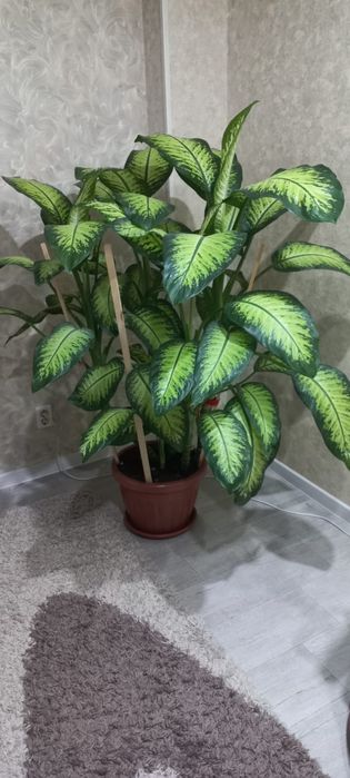 Продам цветок Дифенбахию