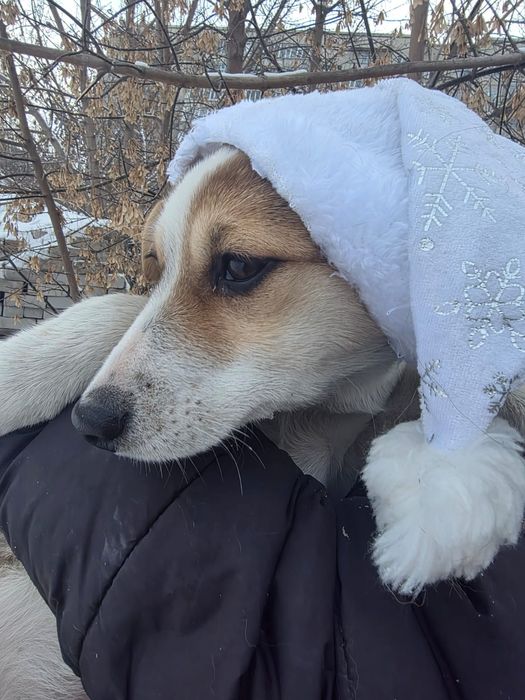 Отдам в хорошие руки