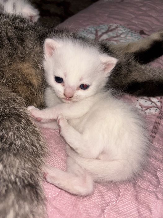 Милый котёнок ищет заботливый д