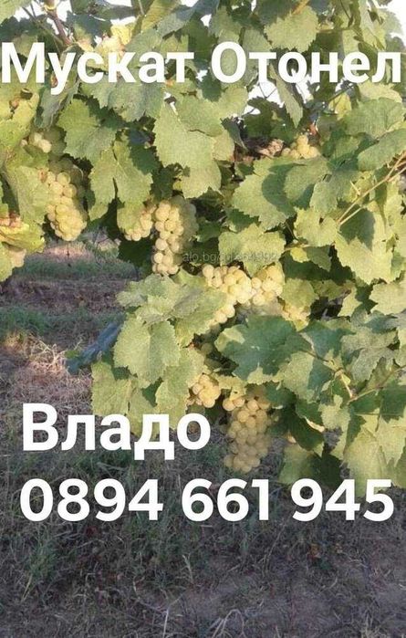 Грозде Мускат Отонел