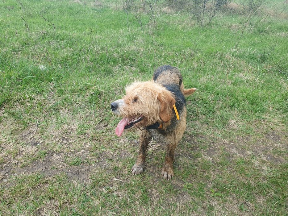 Продавам ловно куче Барак