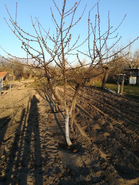 Резитба на овошки, лозя, асми и др