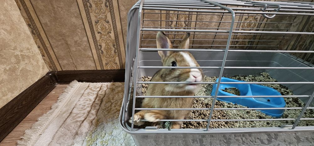 Зудлик билан куен сотилади