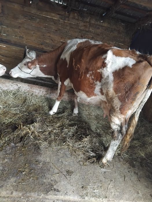 Vacă cu lapte de vânzare