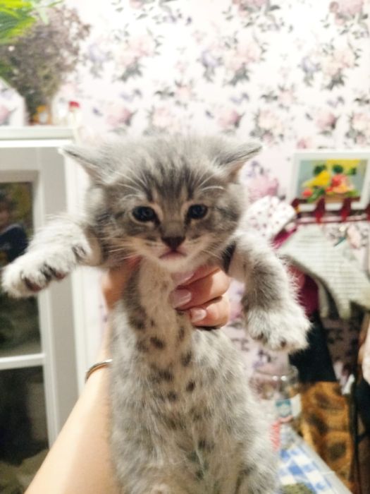 Милые котята ищут милых хозяев