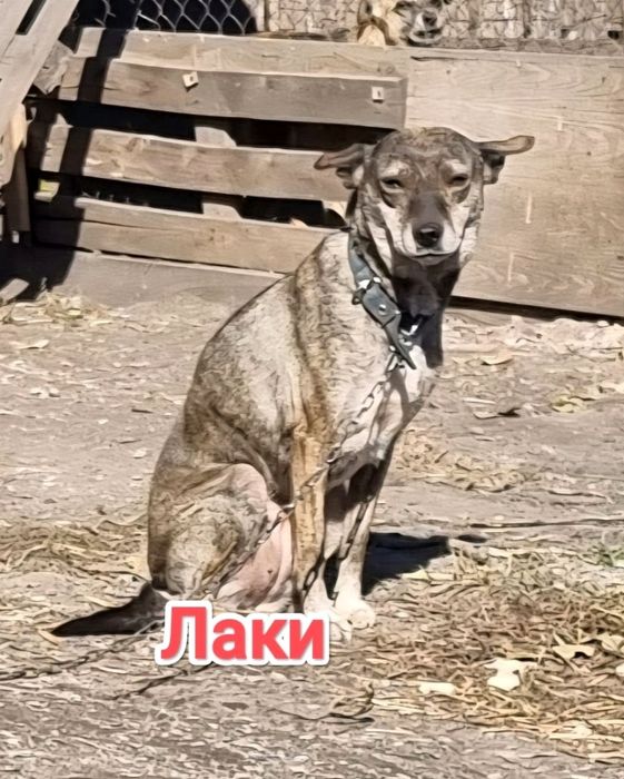 Дарю в добрые и ответственные руки