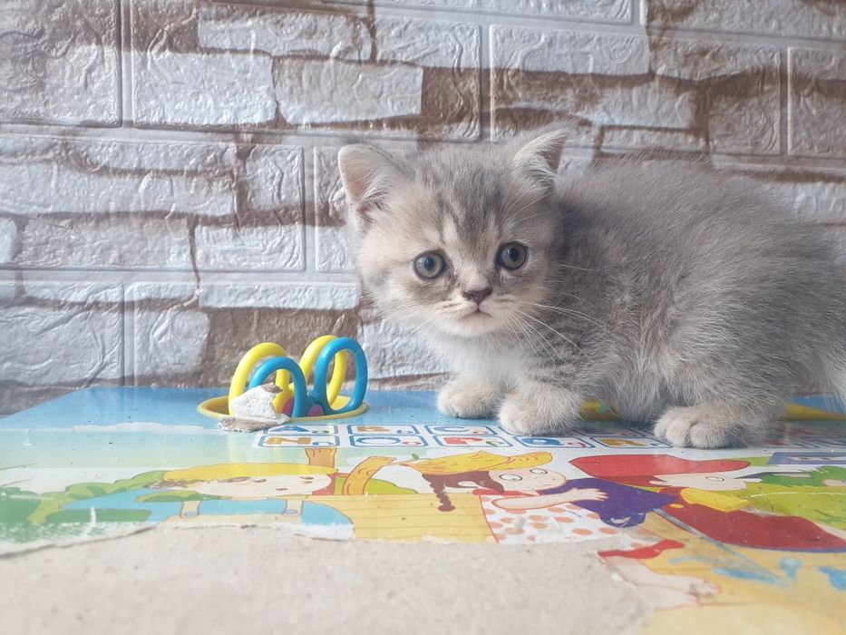 pisici disponibili british