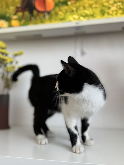 Котенок в добрые руки!
