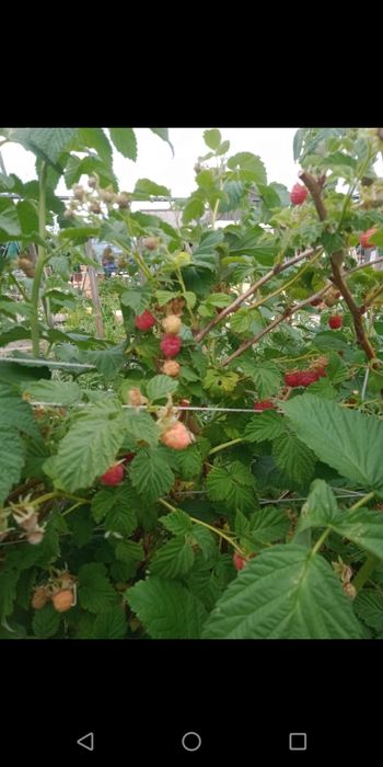 продам дачу. СО Мичуринец